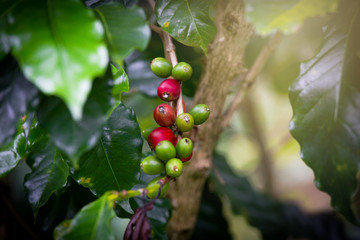 Coffee beans on tree in farm
