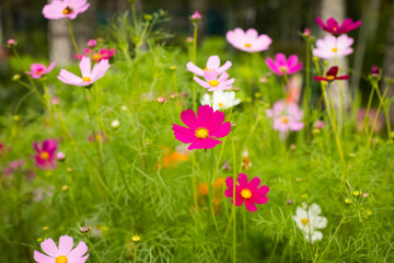 Obraz na płótnie Canvas Beautiful Blossom Flowers Cosmos Grow In Flower Bed In Garden In Summer Close Up.