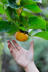 Farmer hand holding ripe persimmons on the tree