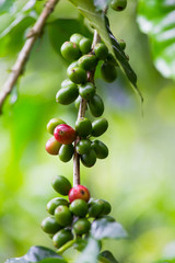 Coffee beans on tree in farm