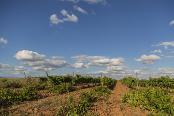 Vineyards with bunches of ripe grapes for wine