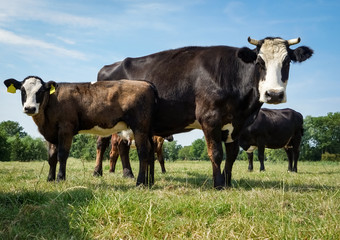 Naklejka na ściany i meble Holländische Rinderrasse - Lakenvelder Kuh mit ihrem Kalb