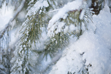 Pine branch covered with snow winter