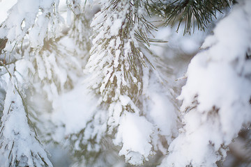 Pine branch covered with snow winter