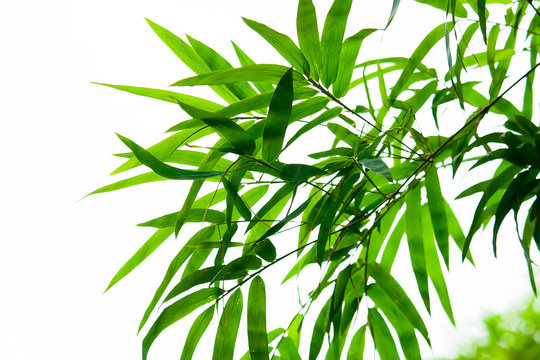 Beautiful green bamboo leaves isolated on white background in summer season. It use for artworks,  postcard, wallpaper.