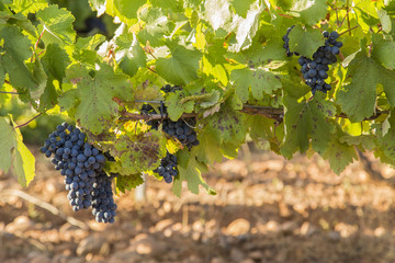 Vineyards with bunches of ripe grapes for wine