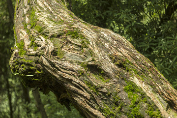 moss on the bark tree in the green forest