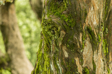moss on the bark tree in the forest