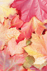 Layer of bright autumn leafs of maple