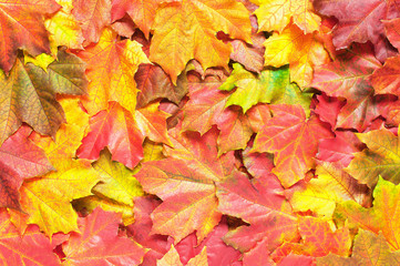 Layer of bright autumn leafs of maple