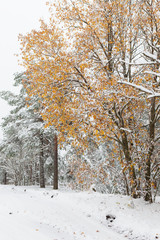 First snowfall and autumn leaves on tree