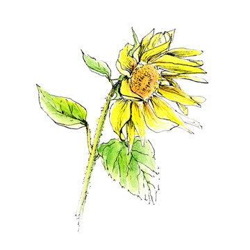 Sunflower. Flower sketch.Watercolor hand drawn illustration.White background.