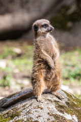 meerkat . stokstaartje