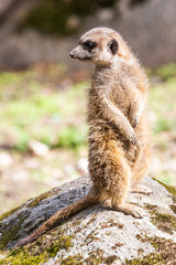 meerkat / stokstaartje