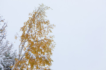First snowfall and autumn leaves on tree