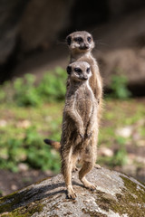 meerkat / stokstaartje