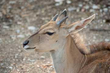 antilope