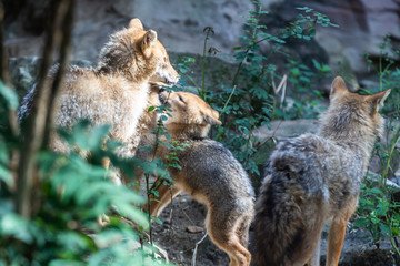 jackal / jackhals
