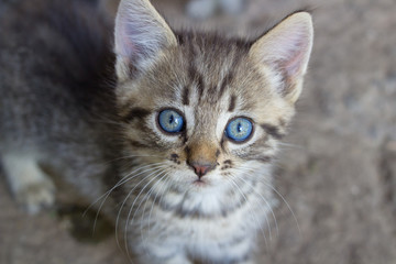 Naklejka na ściany i meble gray kitten with blue eyes,Gray striped kitten. Striped kitten with blue eyes. Small predator.