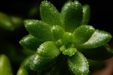多肉植物のクローズアップ