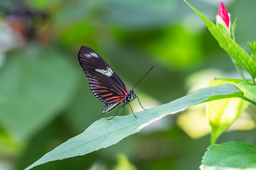 small passionflower butterfly, pupate, insect / Kleine passiebloemvlinder