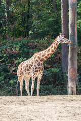 Obraz premium Rothschildgiraffe