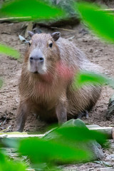 prairie dog in the zoo