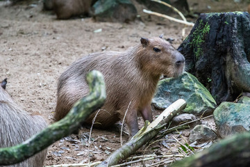 prairie dog in the zoo