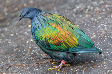  Victoria Crowned Pigeon / Victoria Kroonduif