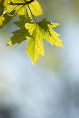 Green Maple Leaf