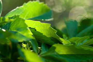 Green Woodbine Foliage