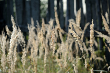 Dry grass in summer illuminated by the sun close up