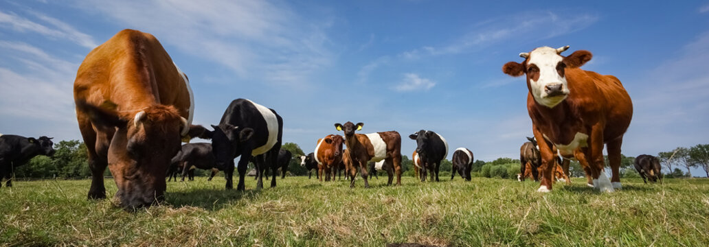 Lakenvelder Rinder auf der Weide, Banner © Countrypixel