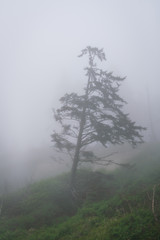 Fog Along Ruby Beach