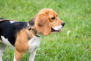 Young Beagle in a Green Field