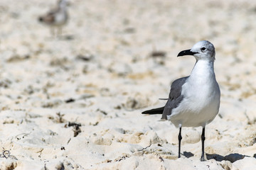 Adult non breeding Laughing Gull (Leucophaeus Atricilla) on a beach in the Bahamas. Black bill, white and grey plumage, dark primaries.