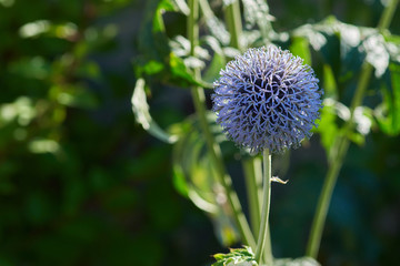 Globe thistle blossom macro