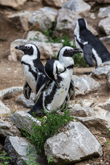 Black-footed penguin  / Zwartvoetpinguin