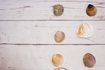 Fototapeta na wymiar Collection of clam shells placed on a white wooden table