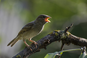 the sparrow sits on a tree branch