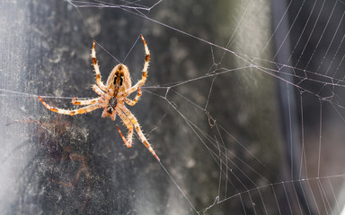 Orange spider close-up macro shot
