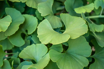 green rounded plant leaves close up view for background
