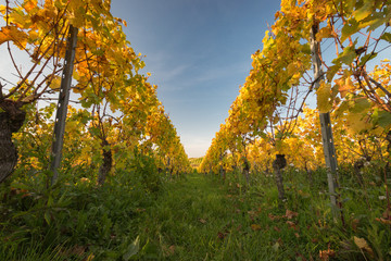 Fototapeta premium Colorful vineyard rows with changing yellow leaves in Germany