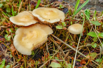 wiesenpilze