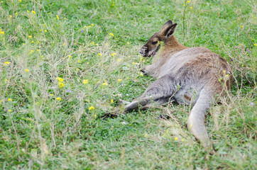 Wallaby lying in the grass