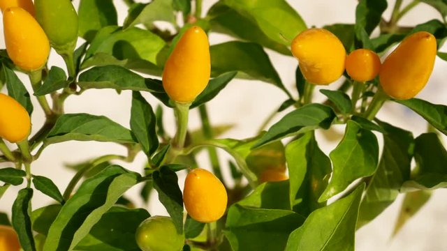 Chili pepper capela yellow, green