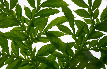 Leaf branches And natural patterns On a white background