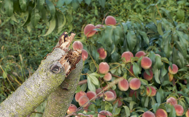 A peach tree broken under the weight of the fruits