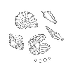 Vector set sea shells and pearls different shapes. Clamshells monochrome black outline sketch illustration isolated on white background for design of tourist cards logos on marine theme.