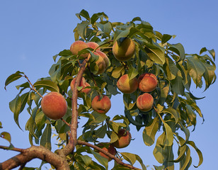 A peach tree broken under the weight of the fruits